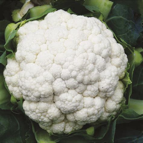 Cauliflower Seoul F1 Veg Plants From Mr Fothergills Seeds And Plants