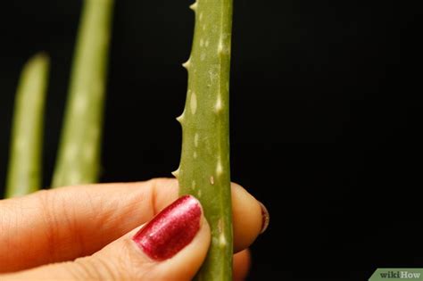 Come Estrarre Il Succo Dell Aloe Vera Passaggi