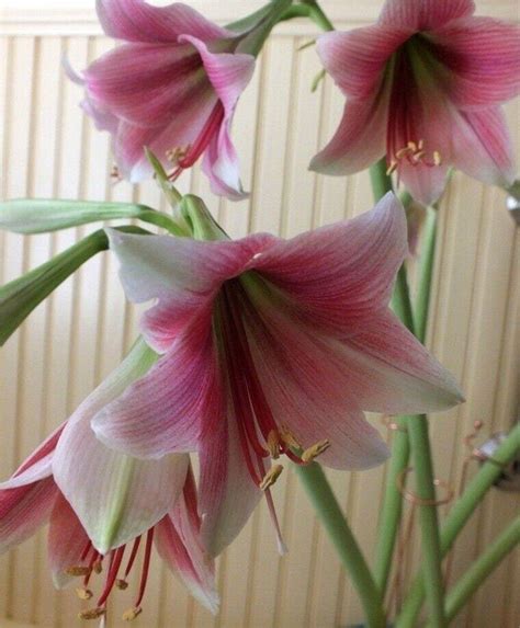 Trumpet Amaryllis Misty 18 20 Centimeters Us Seller Ebay