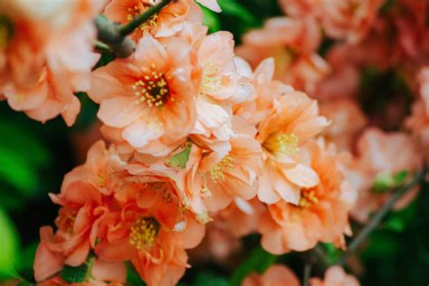 Peach Flowers Awningsouth