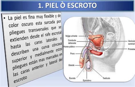 Envolturas del testículo