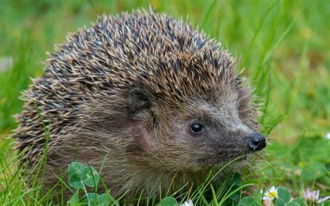 How To Attract Hedgehogs Into Your Garden David Domoney