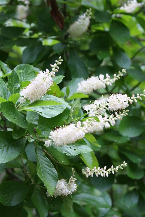 Summersweet - Maine Native Plants