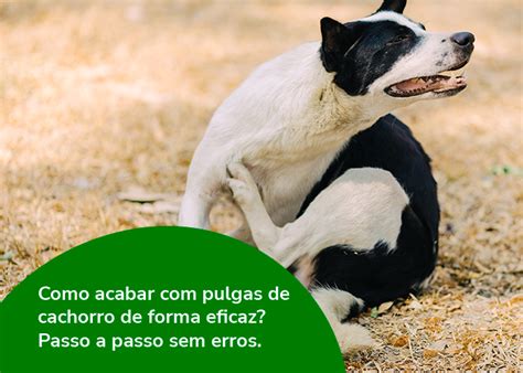 Como Acabar Pulgas De Cachorro Passo A Passo Sem Erros