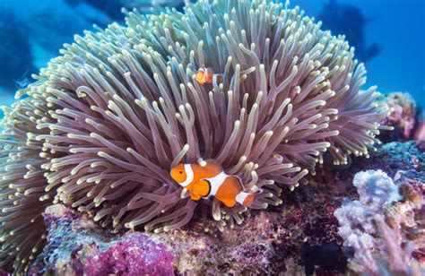 La Fauna De La Gran Barrera De Coral