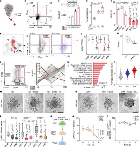 Nature 新发现：线粒体 M5c 修饰竟是肿瘤转移的元凶！ 技术前沿 生物在线 Lab On Web