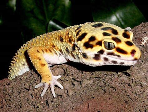 Leopard Gecko Wallpaper Wallpapersafari