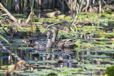 Free Images Nature Swamp Bird Pond Wildlife Green Jungle