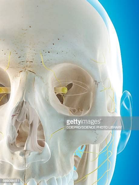 Optic Nerve Head Photos And Premium High Res Pictures Getty Images