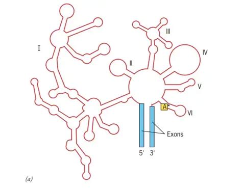 RNA Splicing - Definition, Types, Mechanisms - Biology Notes Online