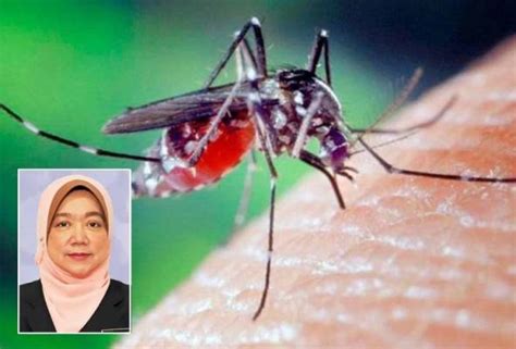 Kes Malaria Meningkat 75 Peratus Di Terengganu Astro Awani