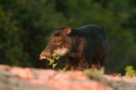 Puercoespín Características y Curiosidades Animales Salvajes