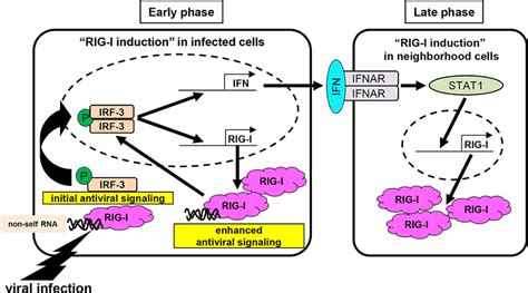 Proposal Model For The Direct Role Of Irf In Both Constitutive And