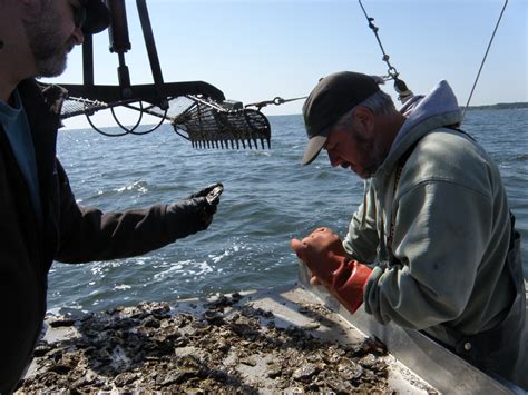 Can Oysters With No Sex Life Repopulate The Chesapeake Bay The Salt Npr