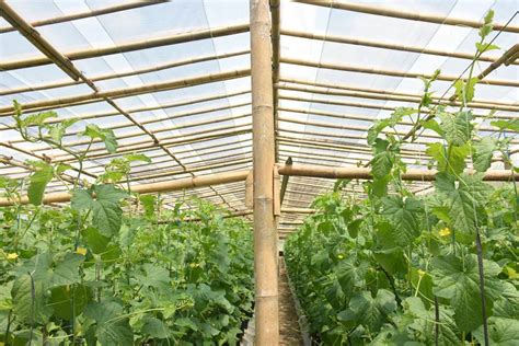 Agrowisata Melon Greenhouse Bambu Trubus