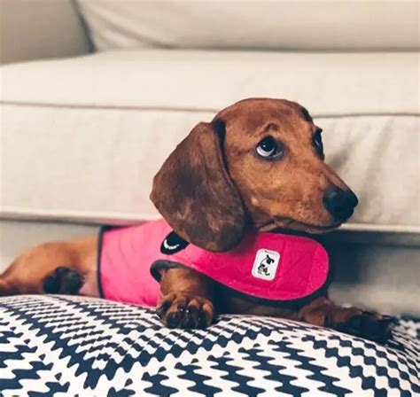 Dachshund Clothes That Actually Fit Dachshund Central