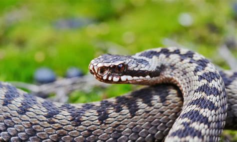 viper animal facts   animals