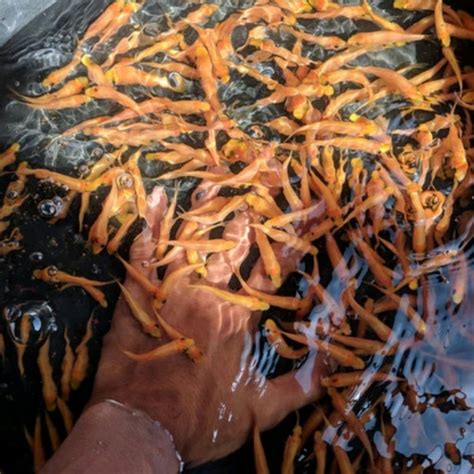 Jual Paket Ikan Terapi Lemon 100 Ekor Ganas Nilem Garrufa Kota Depok