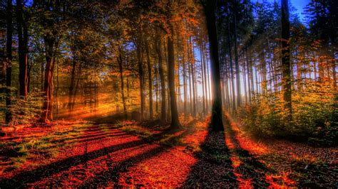 Hintergrundbilder Sonnenlicht Bäume Landschaft Wald fallen Natur