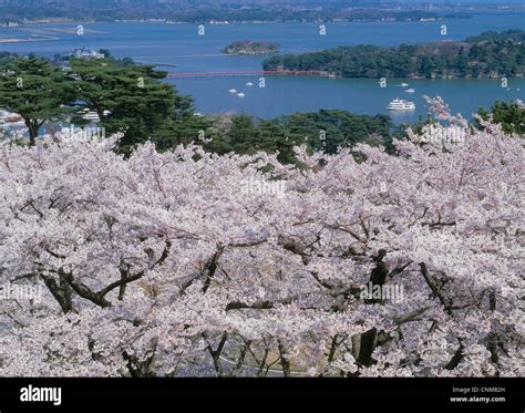 Cherry Blossoms and Matsushima Bay, Matsushima, Miyagi, Miyagi, Japan Stock Photo - Alamy