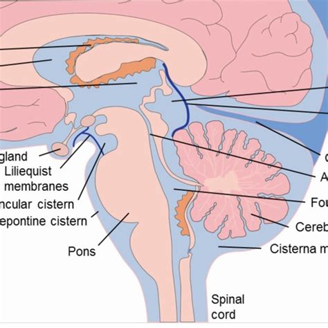 Primary Distribution Of Aquaporin 4 Water Channels In The CNS