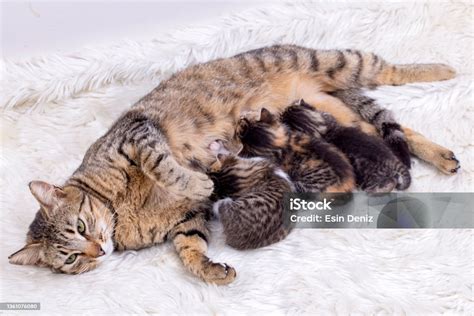 Mother Cat And Baby Cats Stock Photo - Download Image Now - Kitten, Affectionate, Animal - iStock