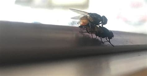 If You Ve Never Seen Flies Having Sex Album On Imgur