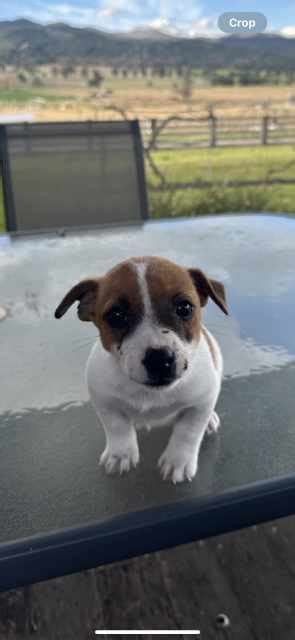 Female Jack Russel Puppy Dogs And Puppies Gumtree Australia Tamworth