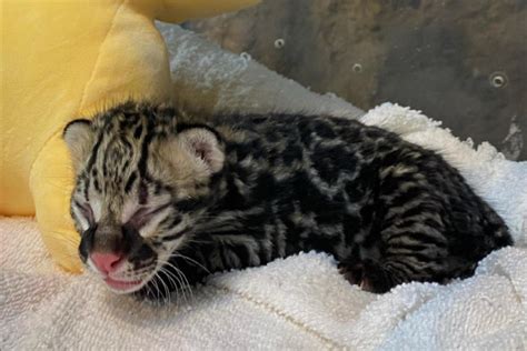 Así luce el pequeño ocelote nacido en La Aurora