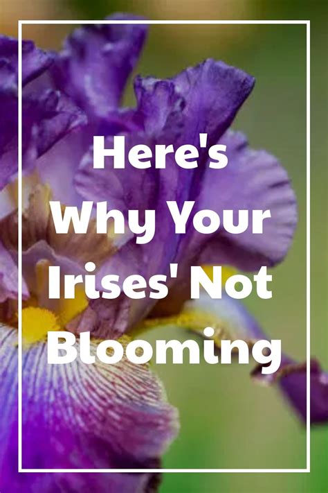 Iris Is A Perennial Flowering Plant That Blooms For Many Years There