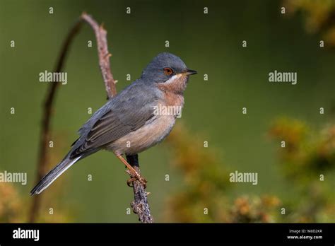 Eastern Subalpine Warbler Hi Res Stock Photography And Images Alamy