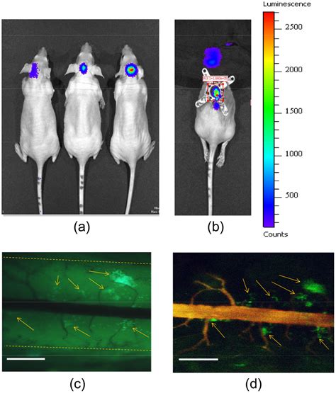 Intravital Multispectral Fluorescence Microscopic Imaging Of