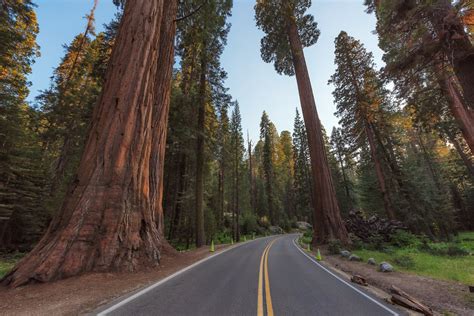 Parque Nacional Da Sequoia Na Calif Rnia Guia