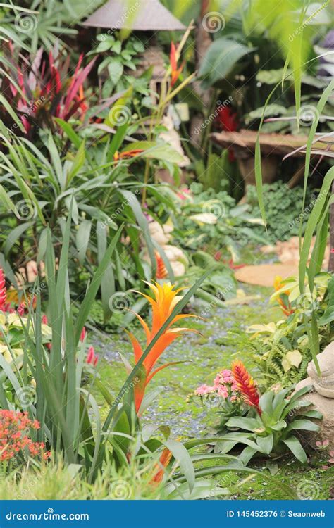 Flor Do Strelitzia Igualmente Conhecida Como O P Ssaro De Para So Foto