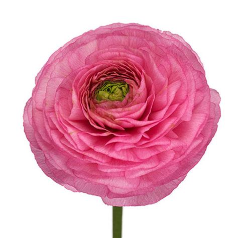 Ranunculus Clooney Pink Cut Anemones And Ranunculus Flower Suppliers