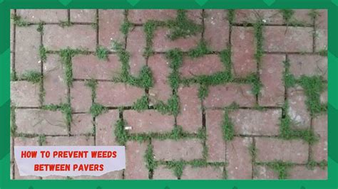 How Do You Kill Weeds Growing Between Pavers At Gino Carrick Blog