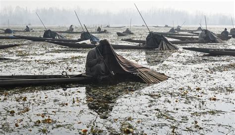 FOTO Melihat Cara Tangkap Ikan Ala Nelayan Di India Foto Liputan6