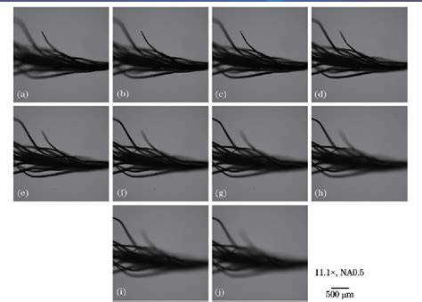 Figure From Multifocus Microscopic Image Fusion Algorithm Semantic