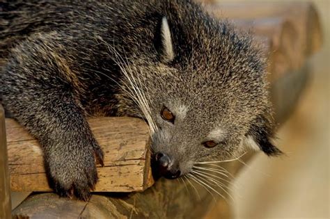 Binturong Facts, Pictures & In-Depth Information For Kids & Students