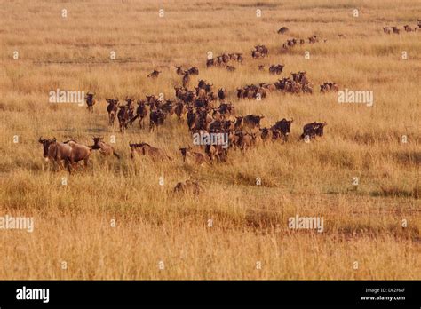 The great migration Stock Photo - Alamy