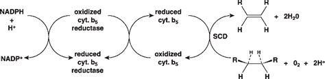 Figure From Regulation Of Stearoyl Coa Desaturase By Polyunsaturated