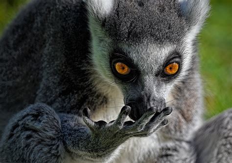 Ring-Tailed Lemur Animal - Free photo on Pixabay - Pixabay