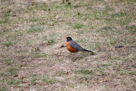 Red Robin Spiritual Meaning and Symbolism (10 Omens) – Fauna Facts