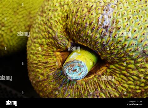 Giant green jackfruit Stock Photo - Alamy