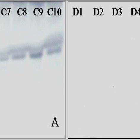 Western Blot Analysis For Immunological Cross Reactivity With