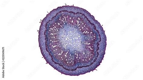 Eucalyptus Annual Stem Cross Section Cut Under The Microscope