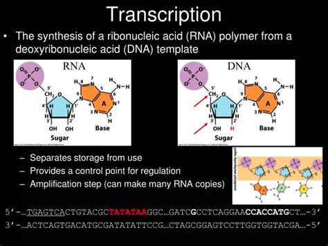 Ppt Transcription Powerpoint Presentation Free Download Id4007379