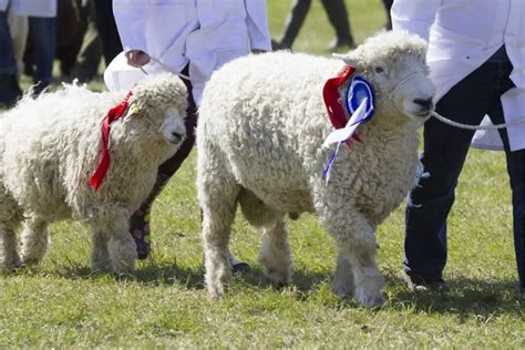 How To Show Sheep (5 Tips For Sheep Showing) - SheepCaretaker