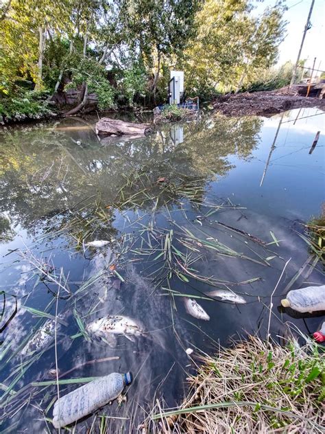 Alerta Por La Gran Cantidad De Peces Muertos Flotando En El Arroyo Dur N