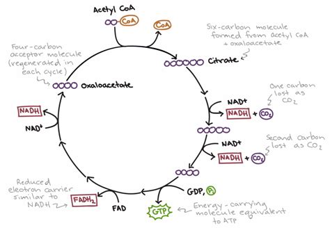 Aerobic Respiration: Part-2 : Plantlet